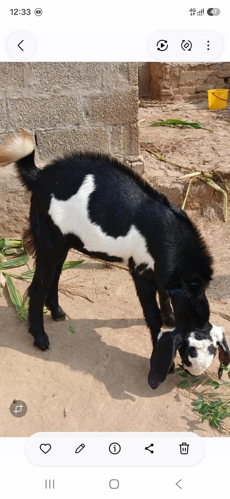 Bakra male for sale — photo 3