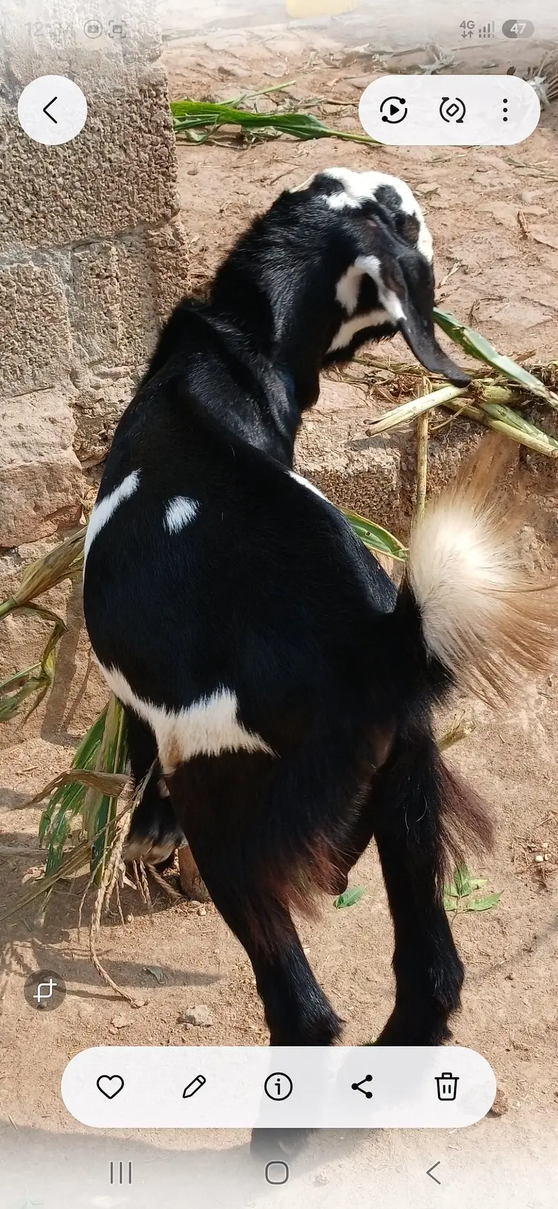 Bakra male for sale — photo 4
