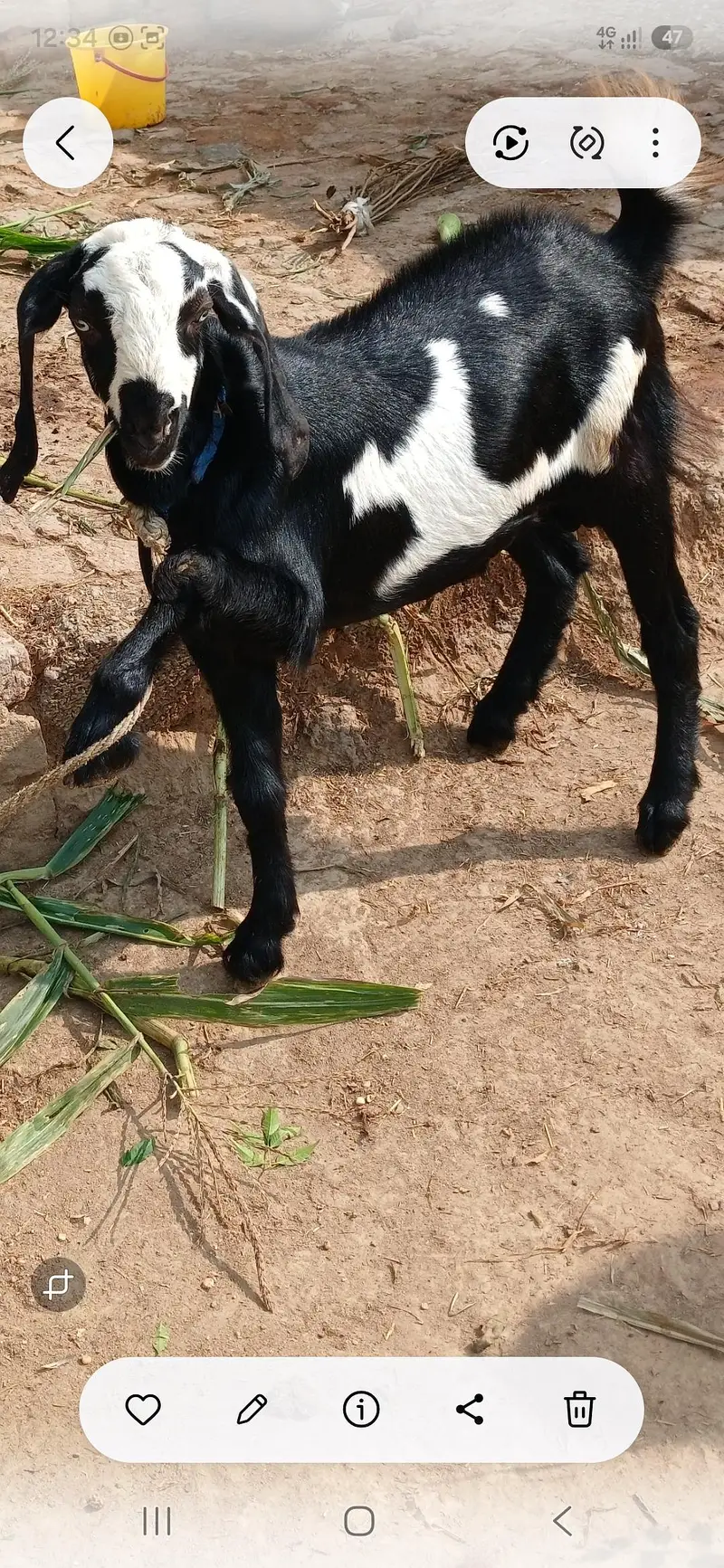 Bakra male for sale — photo 5