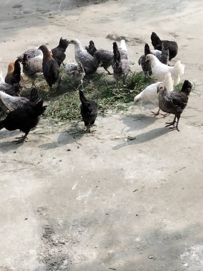 Godan misri hens 75days Rs650 location warsak rod Hakeem Khan kalay