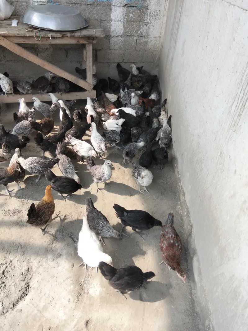 Godan misri hens 75days Rs650 location warsak rod Hakeem Khan kalay — photo 2