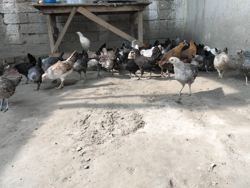 Godan misri hens 75days Rs650 location warsak rod Hakeem Khan kalay — photo 3
