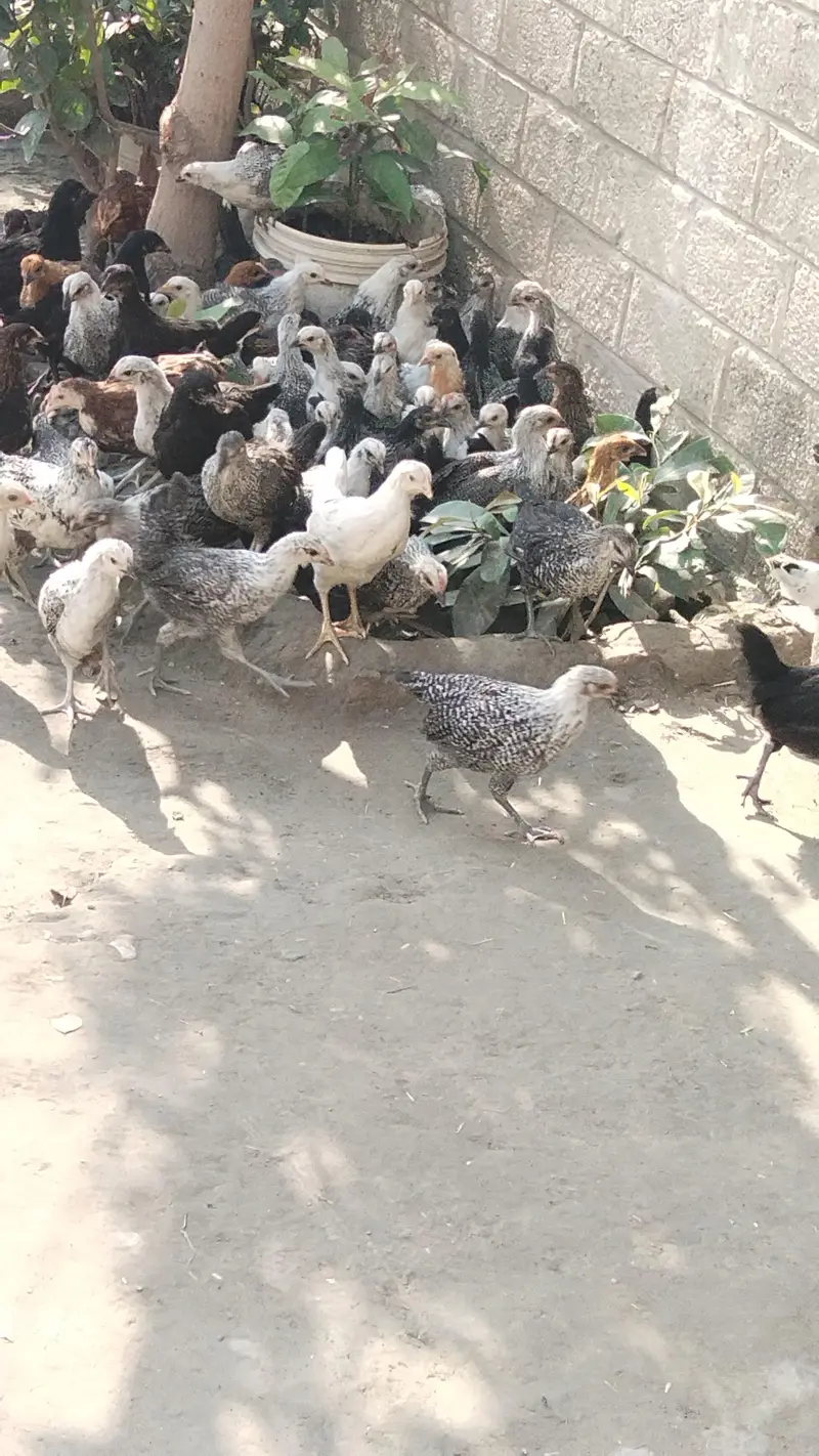 Godan misri hens 75days Rs650 location warsak rod Hakeem Khan kalay — photo 4