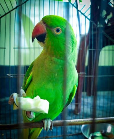 Parrot