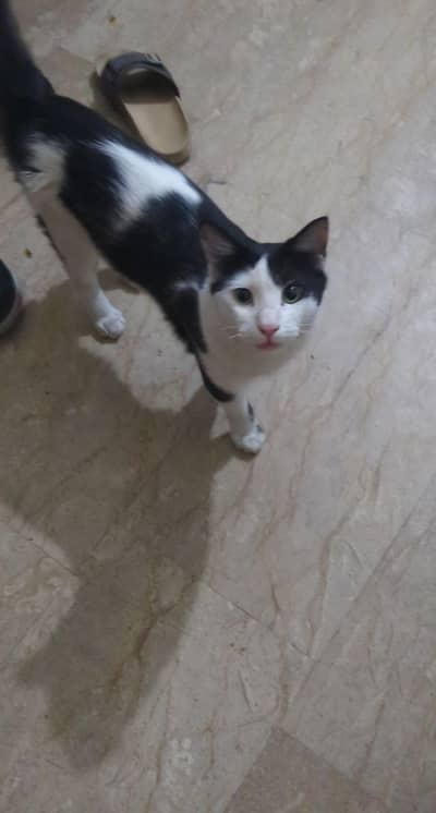 Mt cat for sell