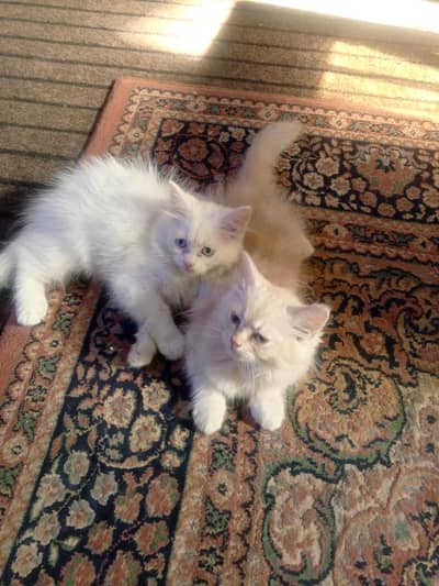 persion cat for sale