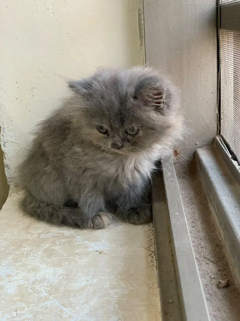 Persian cat kitten — photo 2
