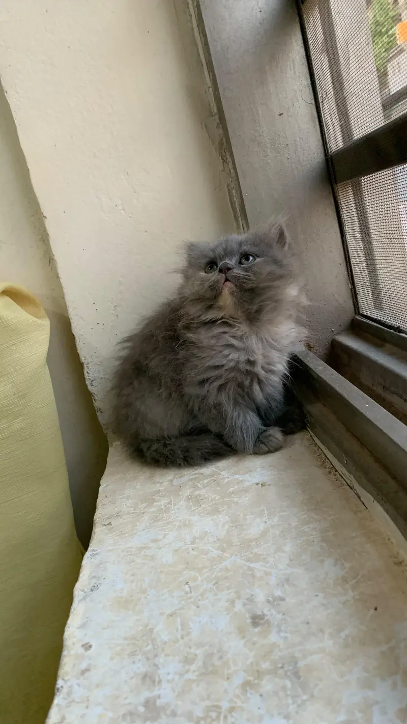 Persian cat kitten — photo 3