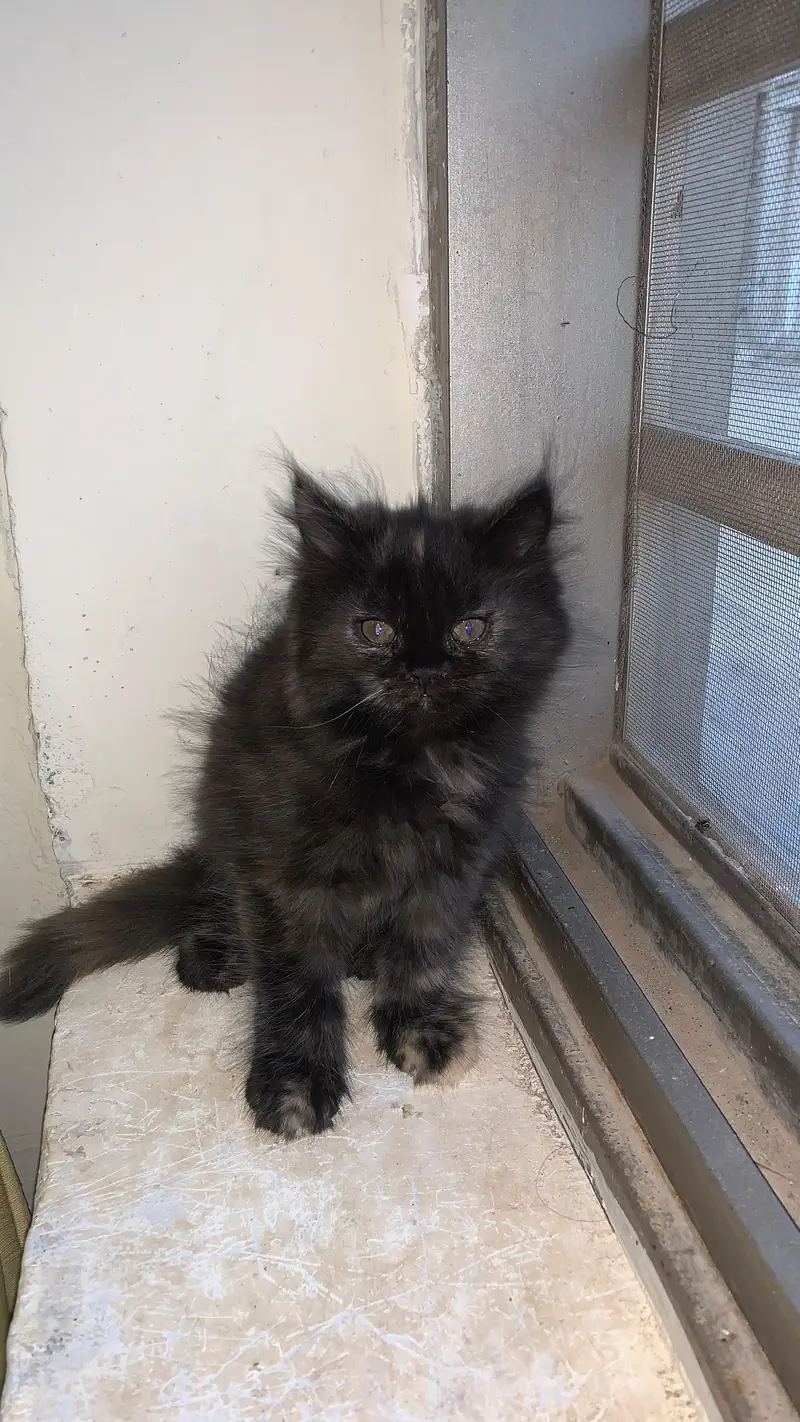 Persian cat kitten — photo 4