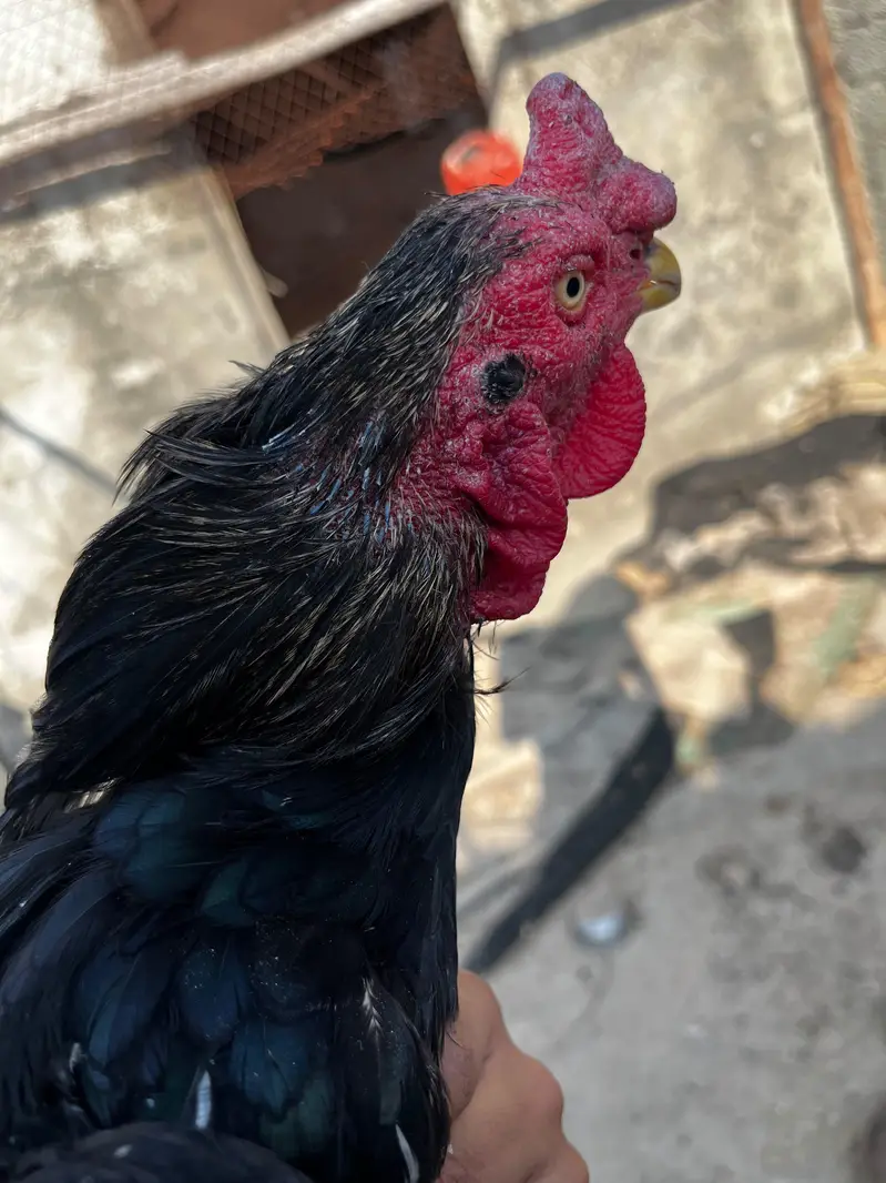for sale — photo 2