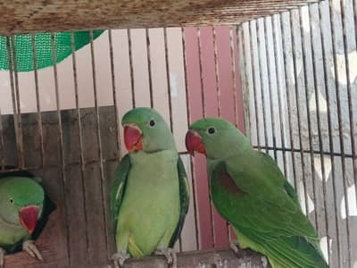 Pahari totty