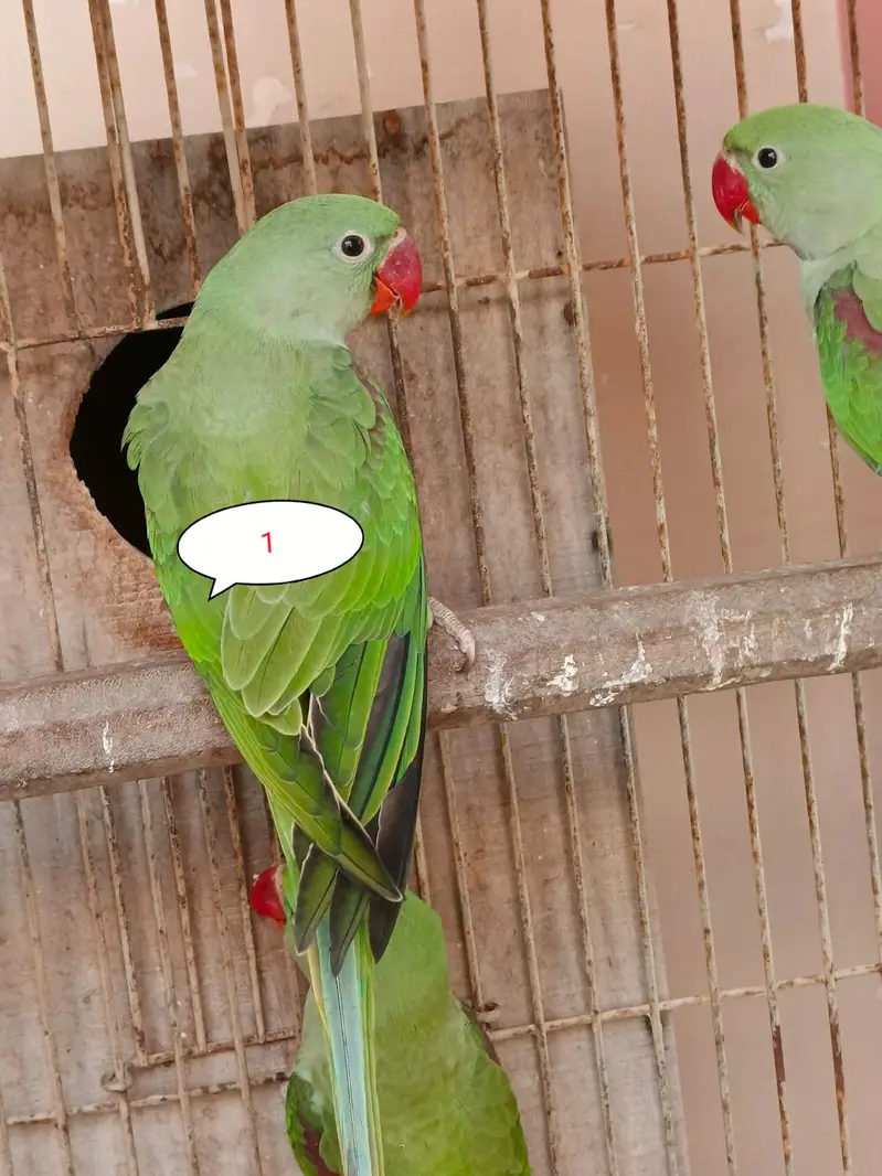Pahari totty — photo 3