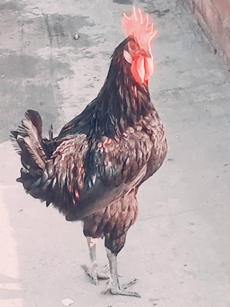 austrolop 1