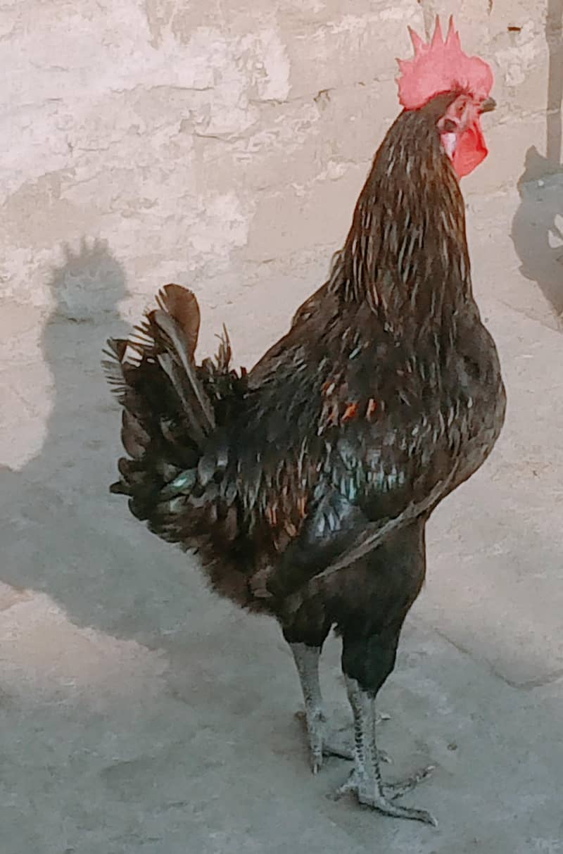 austrolop 2