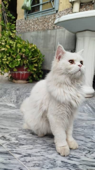 Male Cate little Train