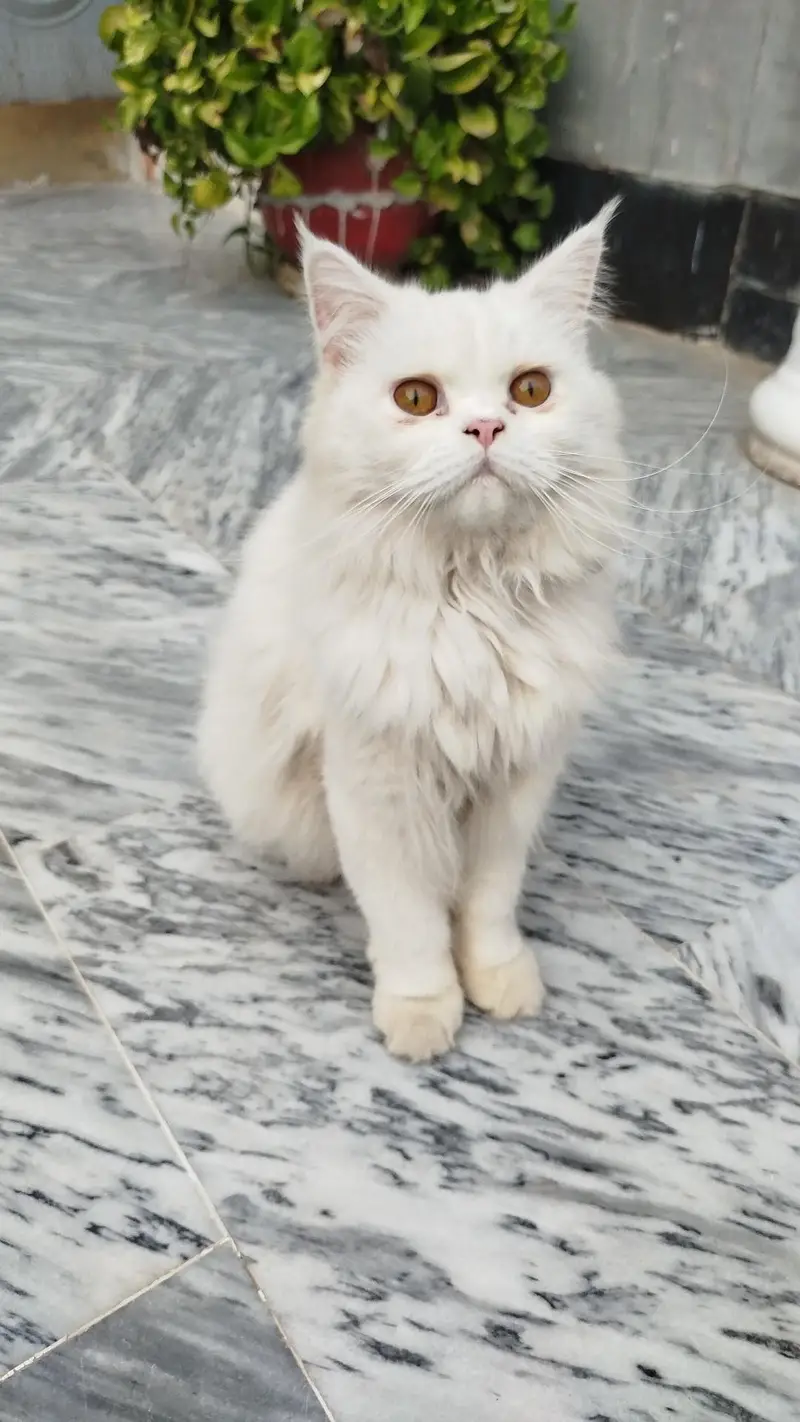 Male Cate little Train — photo 2