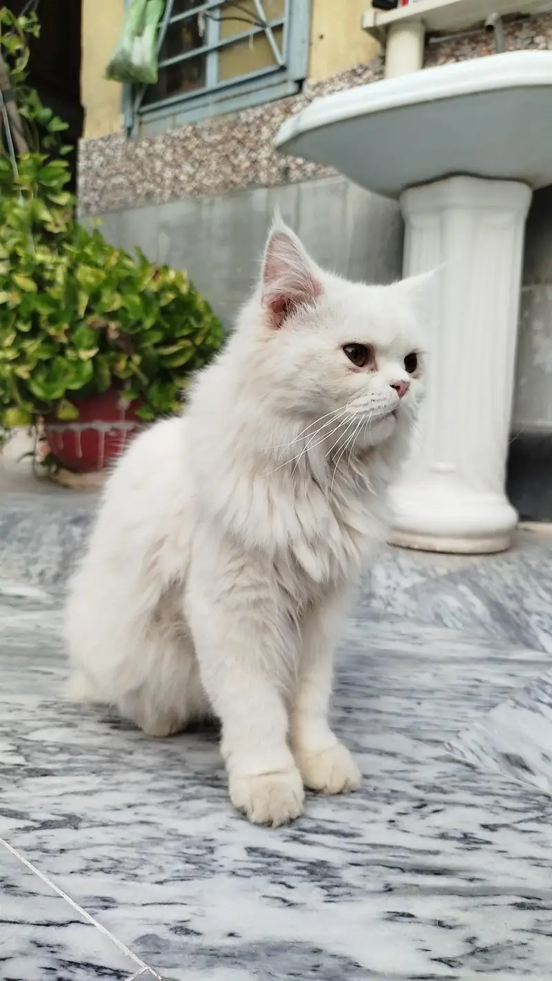 Male Cate little Train — photo 3