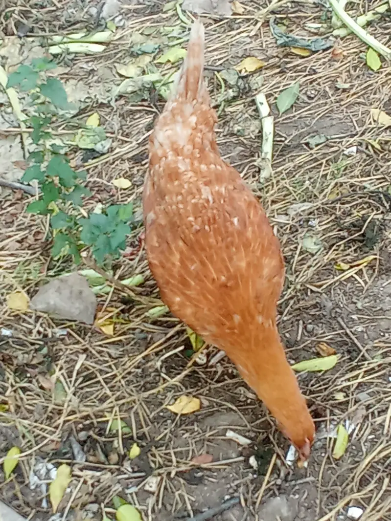 Desi murgiya or murgyyyy for sale — photo 4