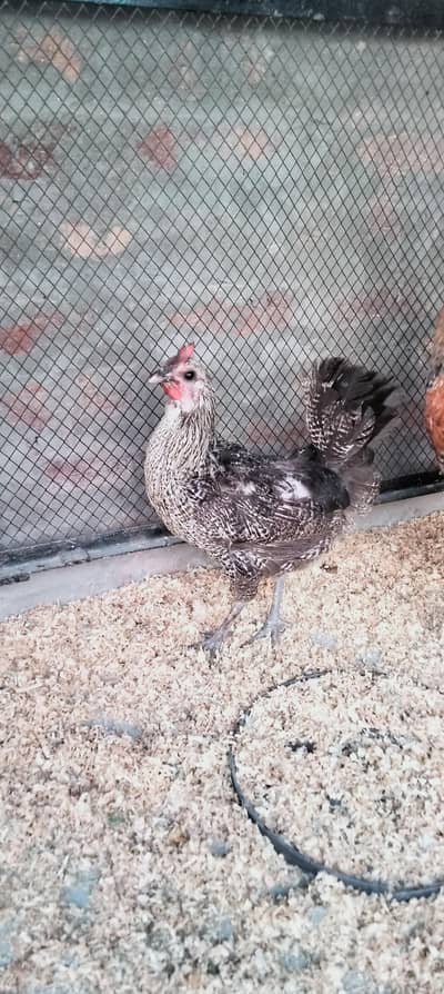 Desi Murgi/Desi Murga/Desi Hens/Egg Lying Hen