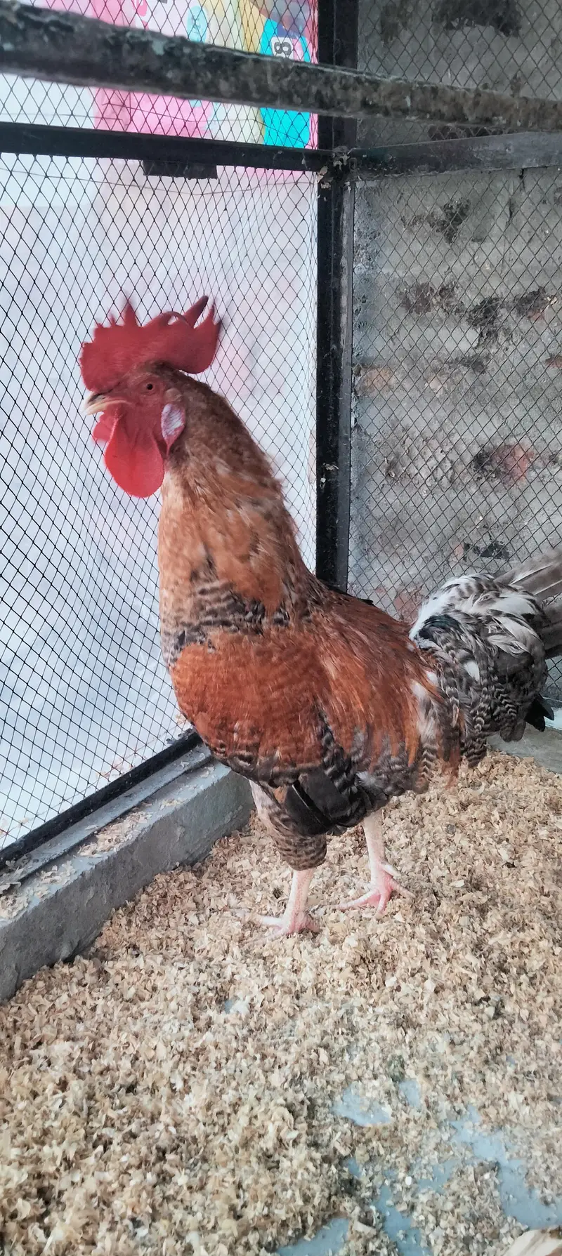 Desi Murgi/Desi Murga/Desi Hens/Egg Lying Hen — photo 2