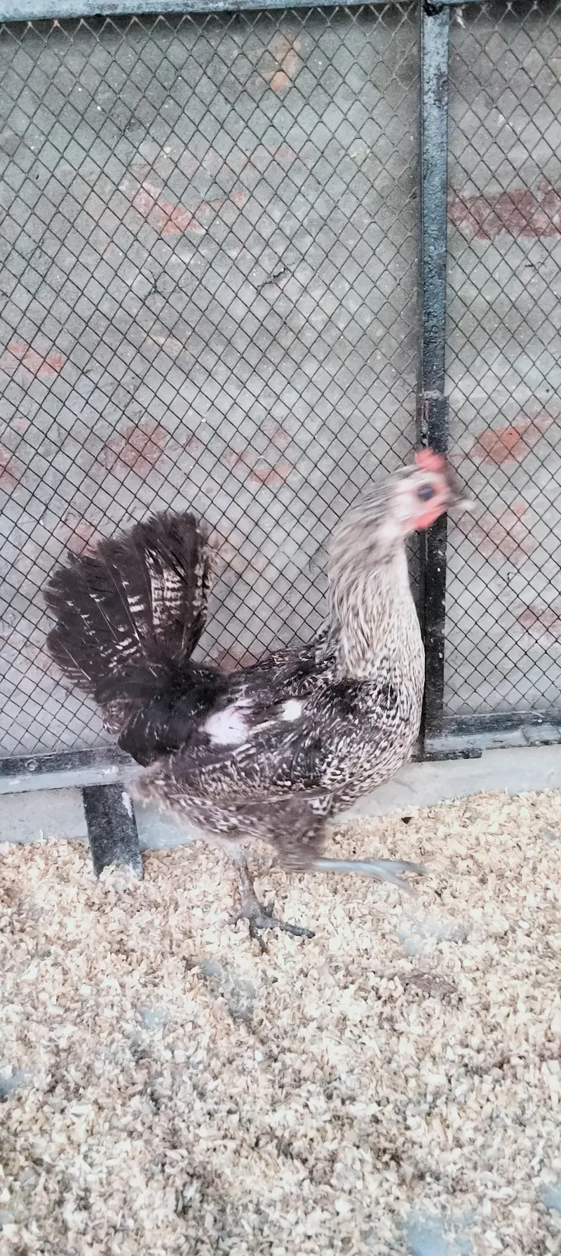 Desi Murgi/Desi Murga/Desi Hens/Egg Lying Hen — photo 3