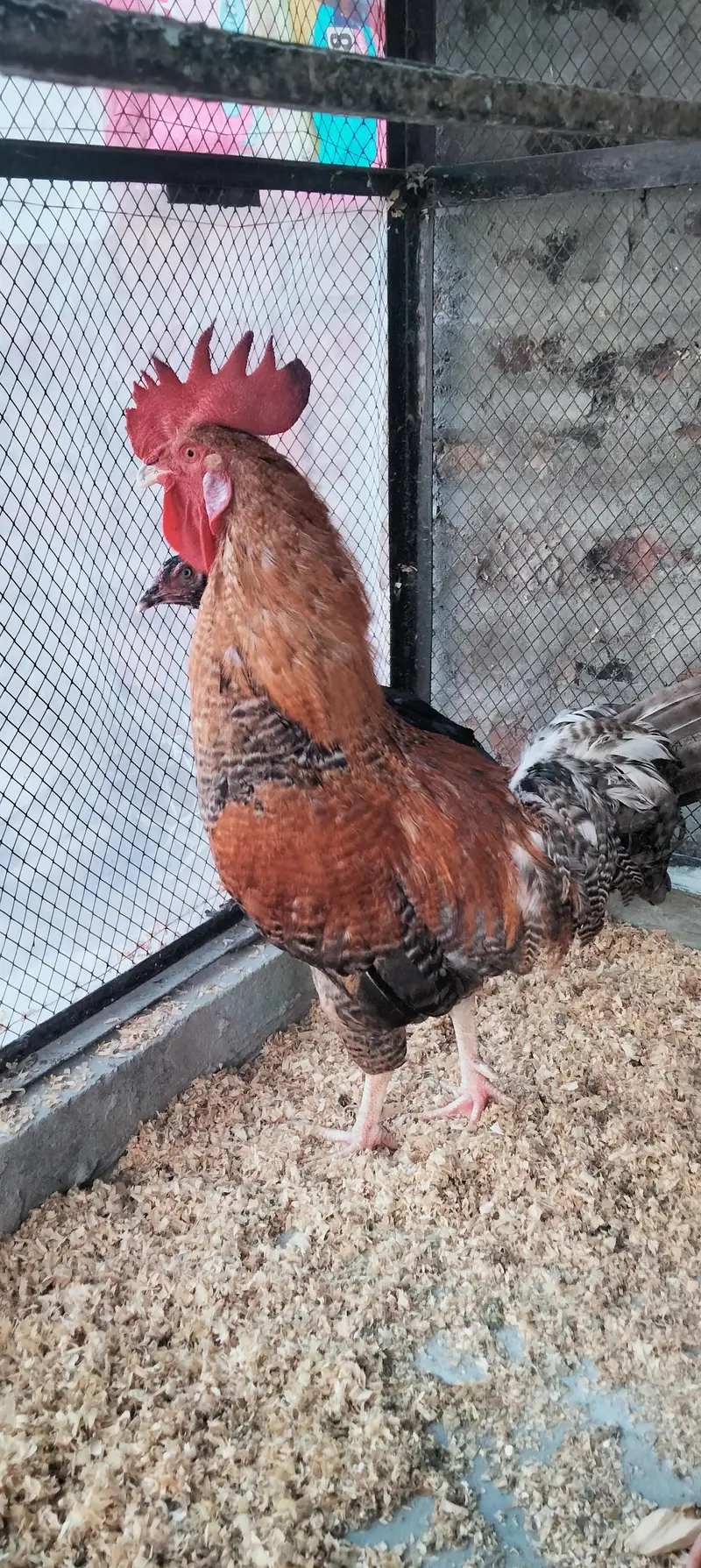 Desi Murgi/Desi Murga/Desi Hens/Egg Lying Hen — photo 4