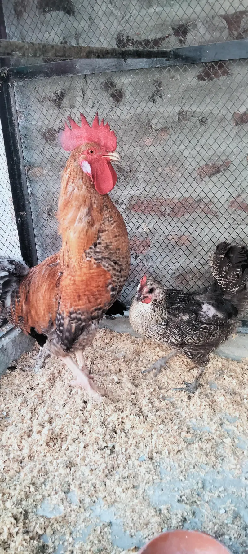 Desi Murgi/Desi Murga/Desi Hens/Egg Lying Hen — photo 5