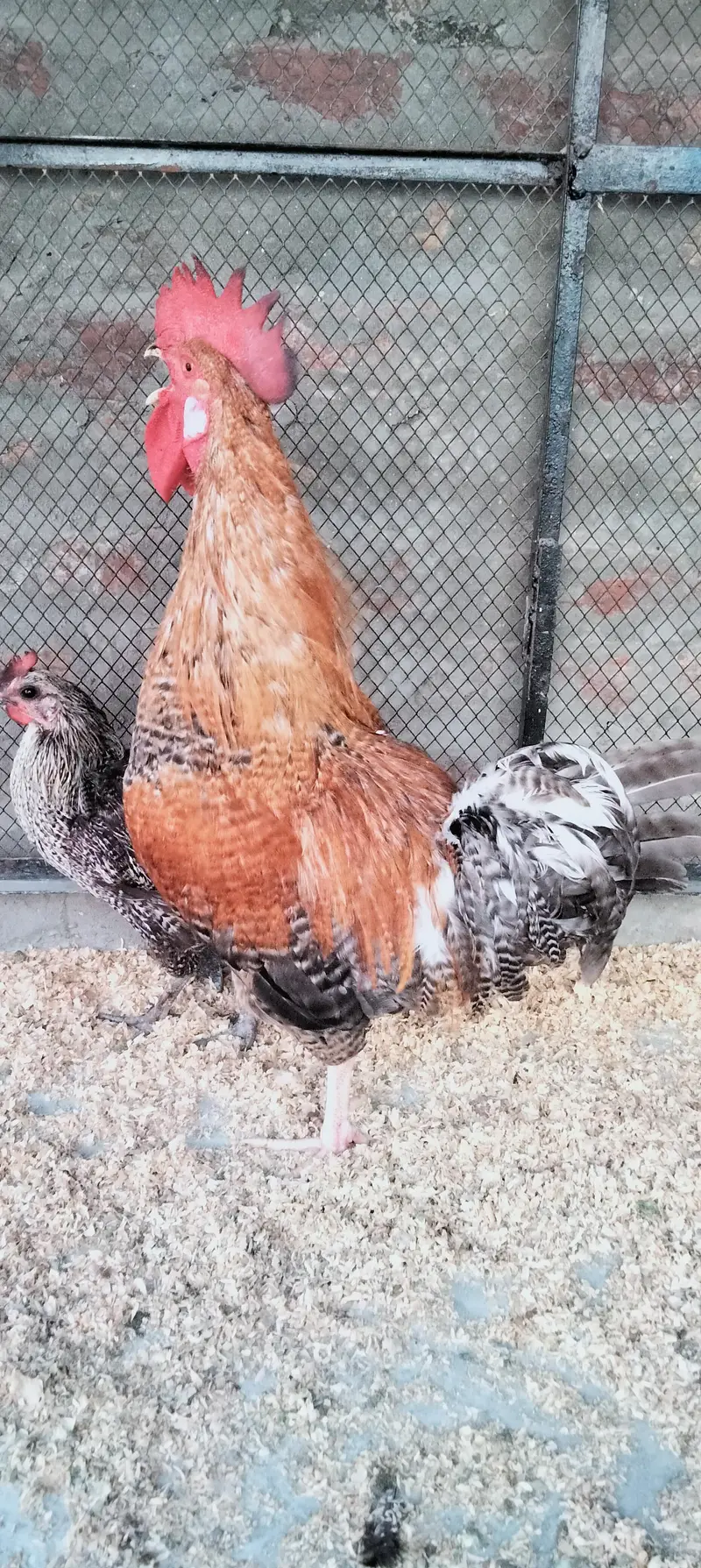 Desi Murgi/Desi Murga/Desi Hens/Egg Lying Hen — photo 6