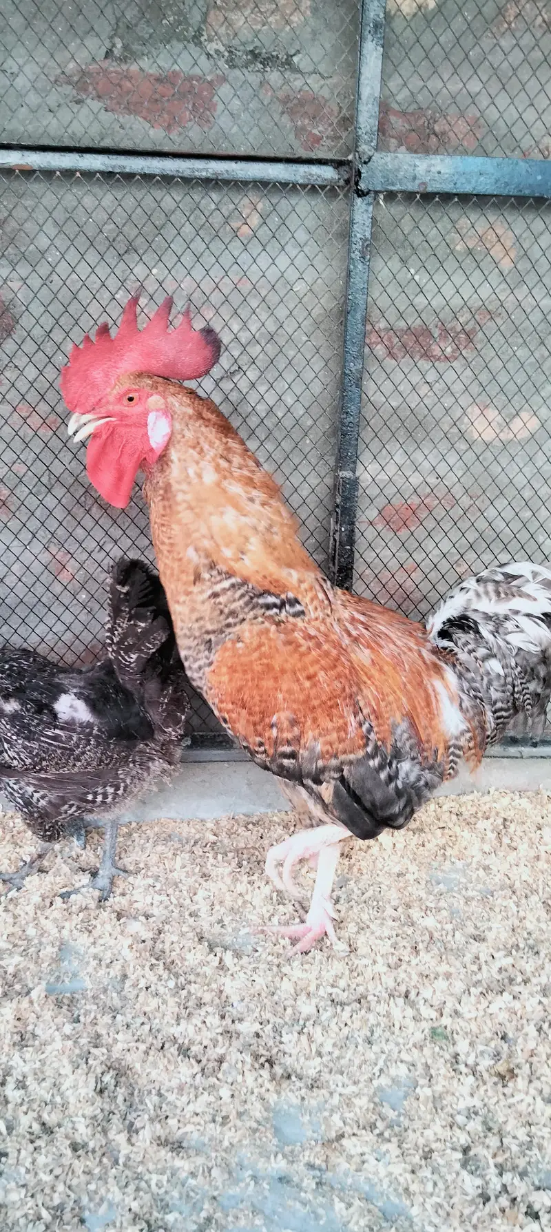 Desi Murgi/Desi Murga/Desi Hens/Egg Lying Hen — photo 7