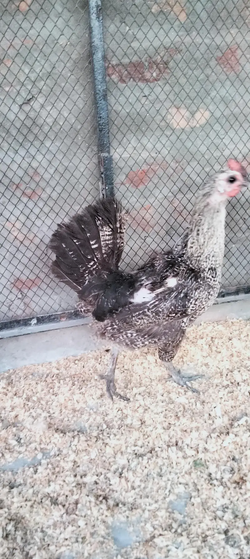 Desi Murgi/Desi Murga/Desi Hens/Egg Lying Hen — photo 8