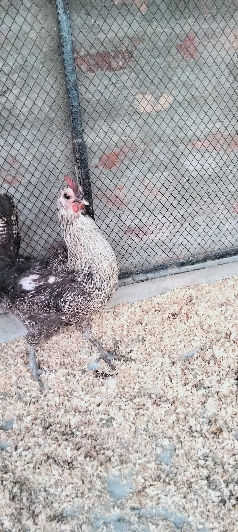 Desi Murgi/Desi Murga/Desi Hens/Egg Lying Hen — photo 9