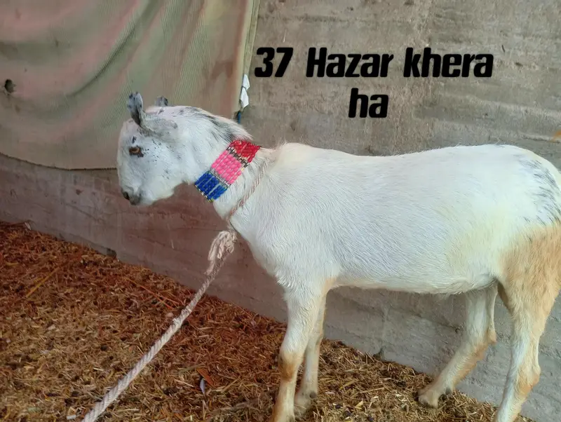 Dumbha larkana bread ha or bakrian bhi hn 03082695202 — photo 3