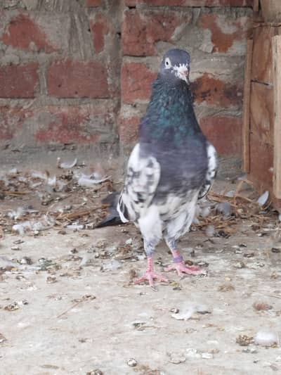 Teddy breeder male for sale
