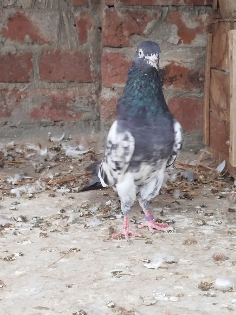 Teddy breeder male for sale