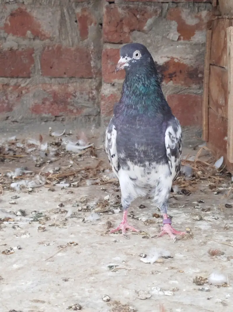 Teddy breeder male for sale — photo 2