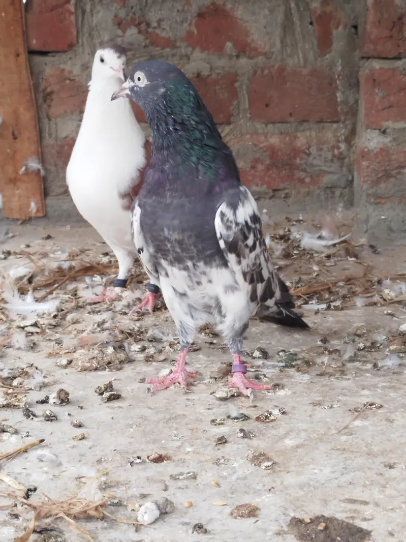 Teddy breeder male for sale — photo 3