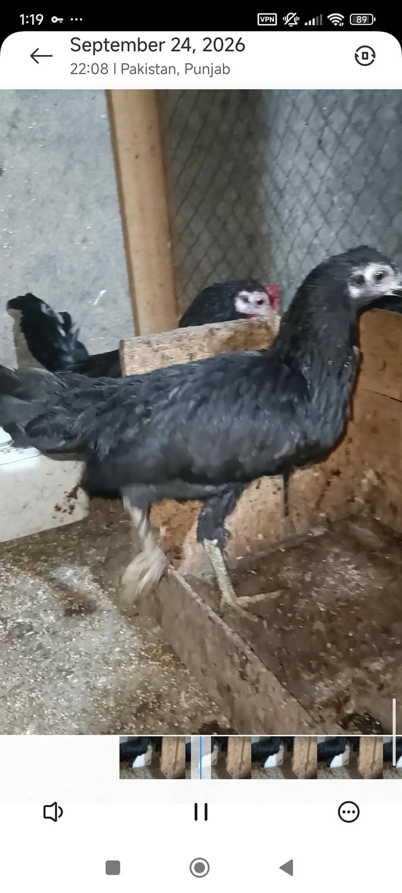 fancy breeds 2