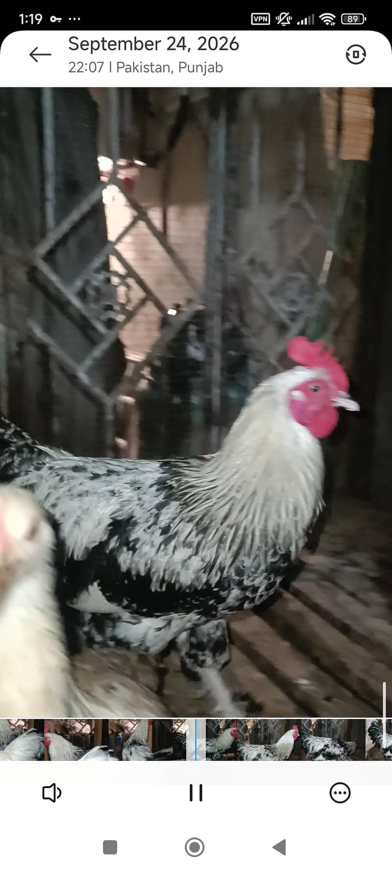 fancy breeds 3