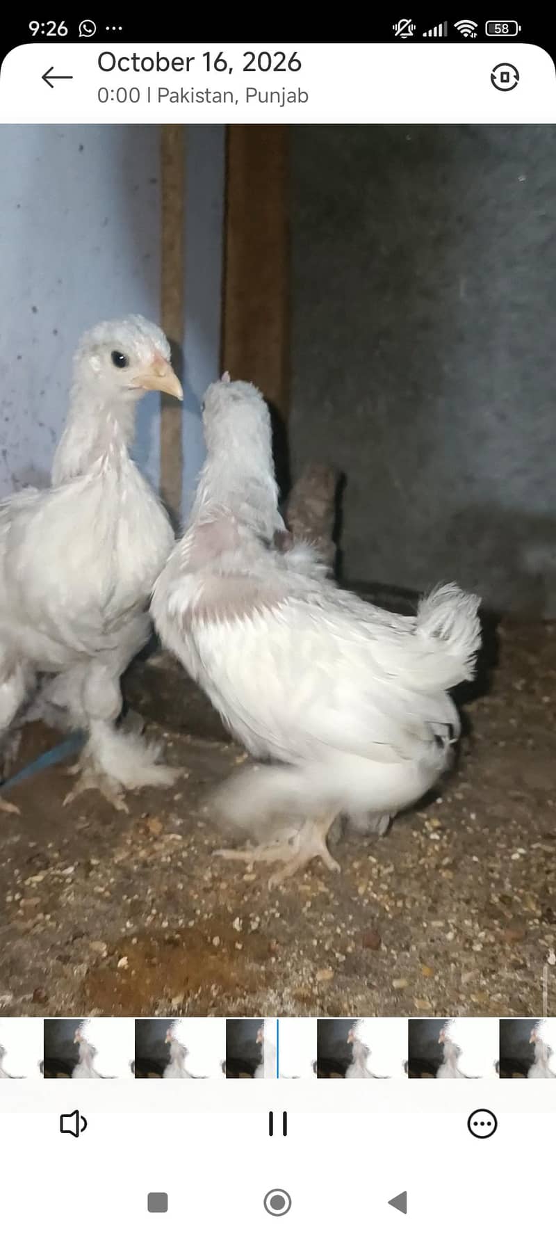 fancy breeds 4