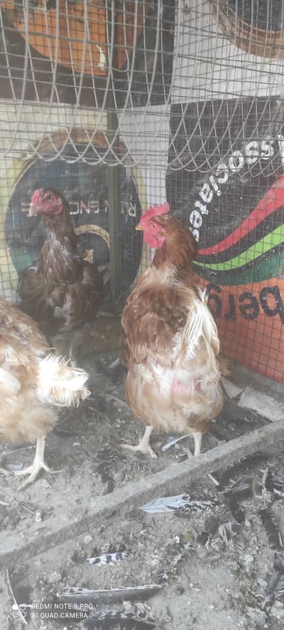 Hen for sale