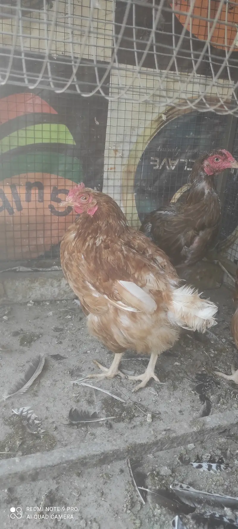 Hen for sale — photo 2