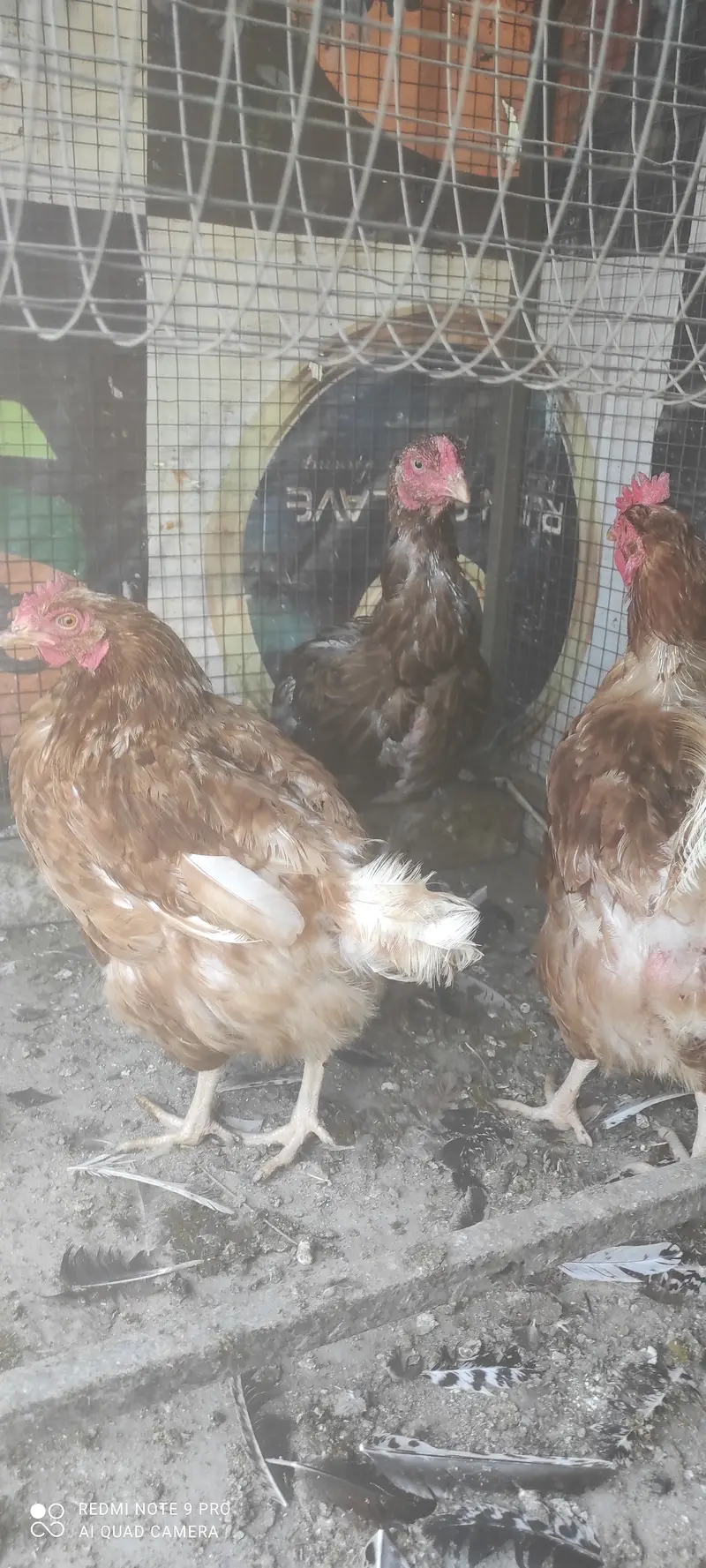 Hen for sale — photo 3