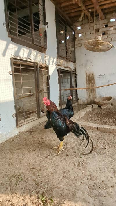 LASSANI MURGA FOR SALE