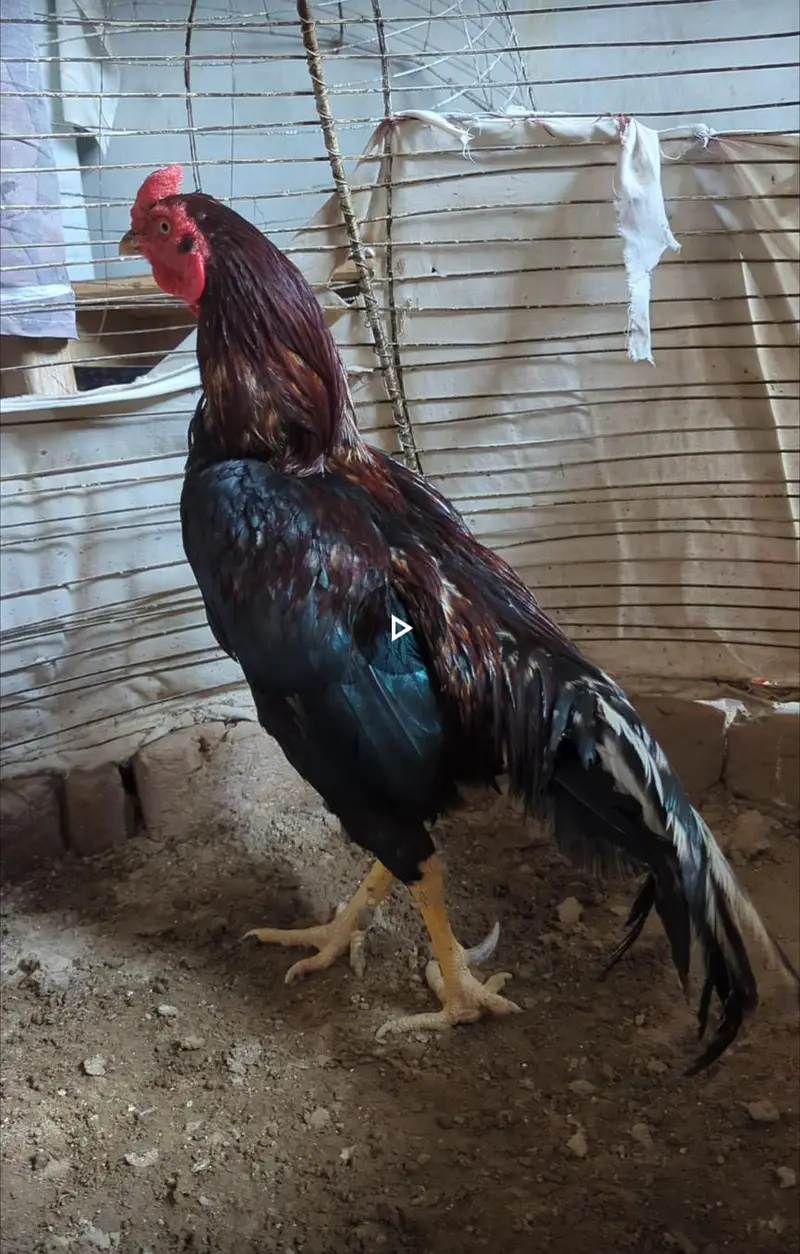 LASSANI MURGA FOR SALE — photo 2