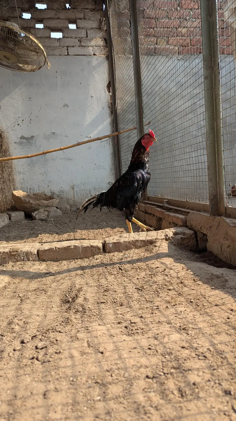 LASSANI MURGA FOR SALE — photo 3