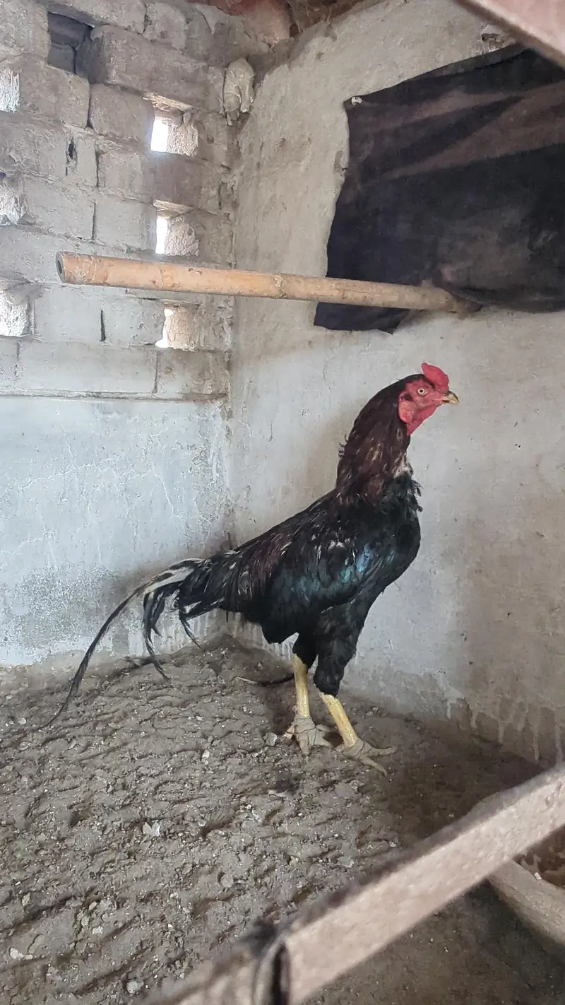LASSANI MURGA FOR SALE — photo 4