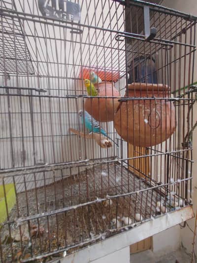 for sale urgent 2 pair with cage