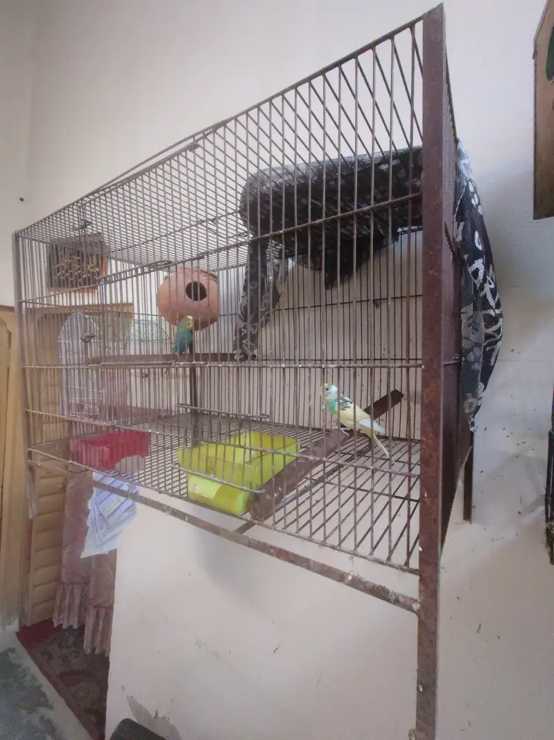 for sale urgent 2 pair with cage — photo 2
