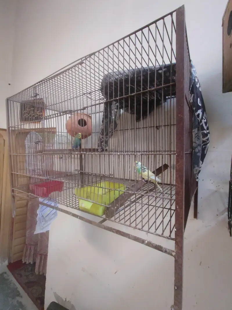 for sale urgent 2 pair with cage — photo 3