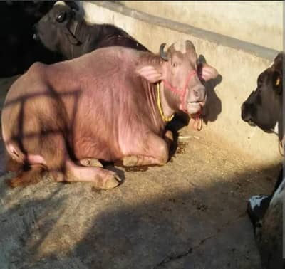Buri Bhains pehlun hai / Red buffalo
